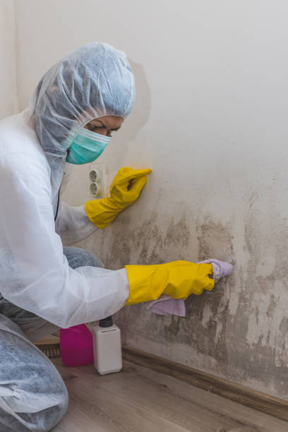 Reliable Woodlake, VA Mold Removal Solutions