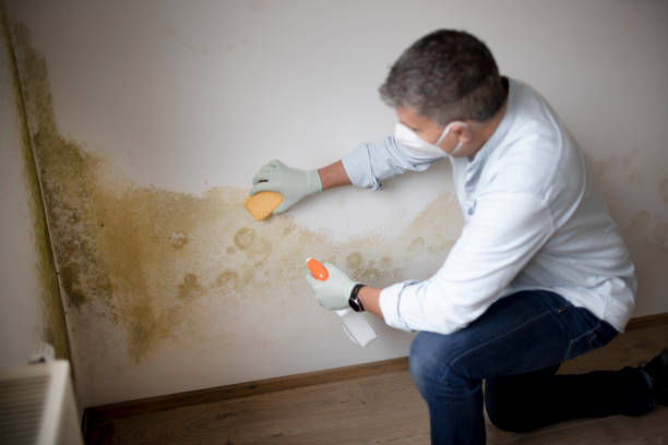 Best Emergency Mold Remediation  in Woodlake, VA