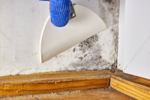 Best Mold Odor Removal Services  in Woodlake, VA